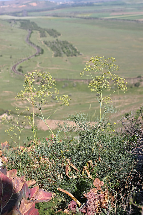 Изображение особи Ferula leucographa.