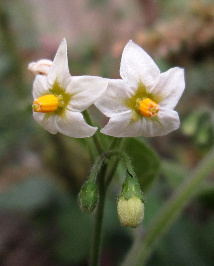 Image of Solanum nigrum specimen.