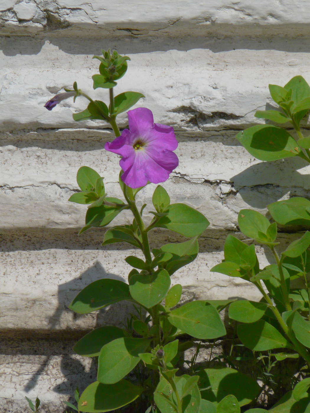 Image of Petunia &times; hybrida specimen.