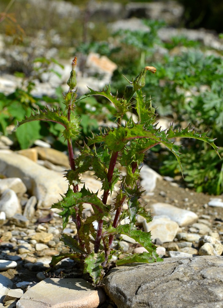 Image of Sonchus asper specimen.