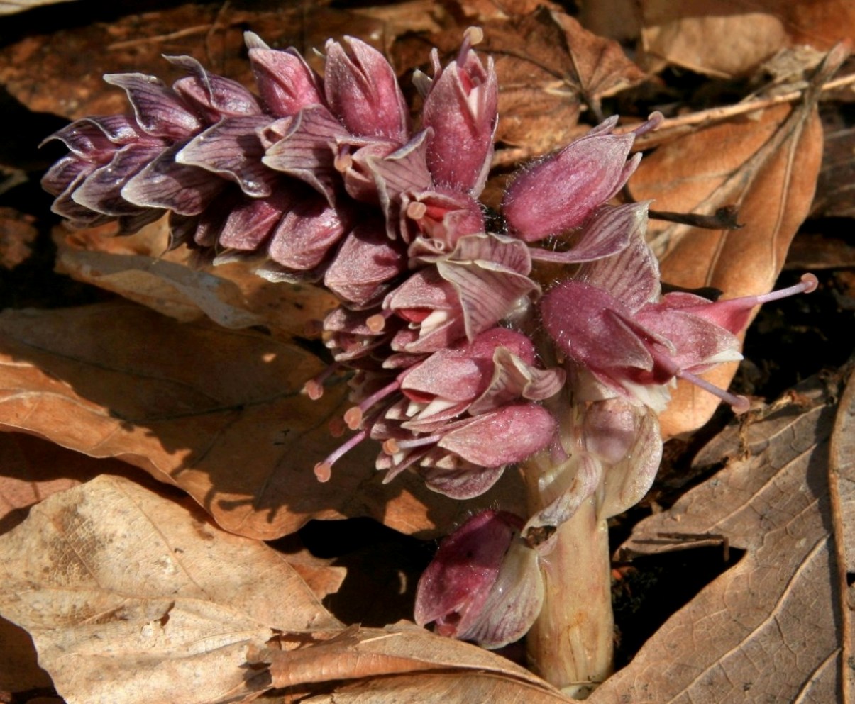 Image of Lathraea squamaria specimen.