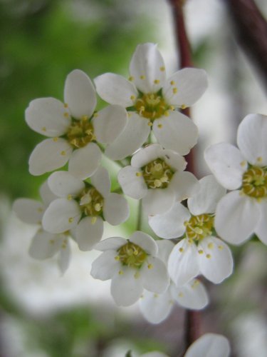 Image of Spiraea &times; cinerea specimen.