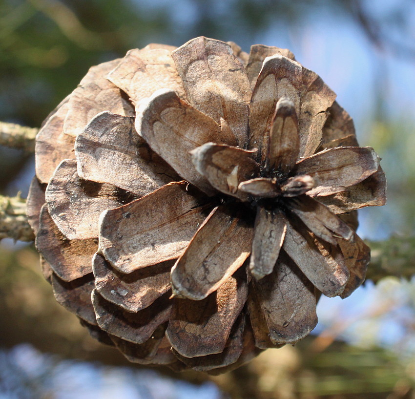 Image of Pinus rigida specimen.