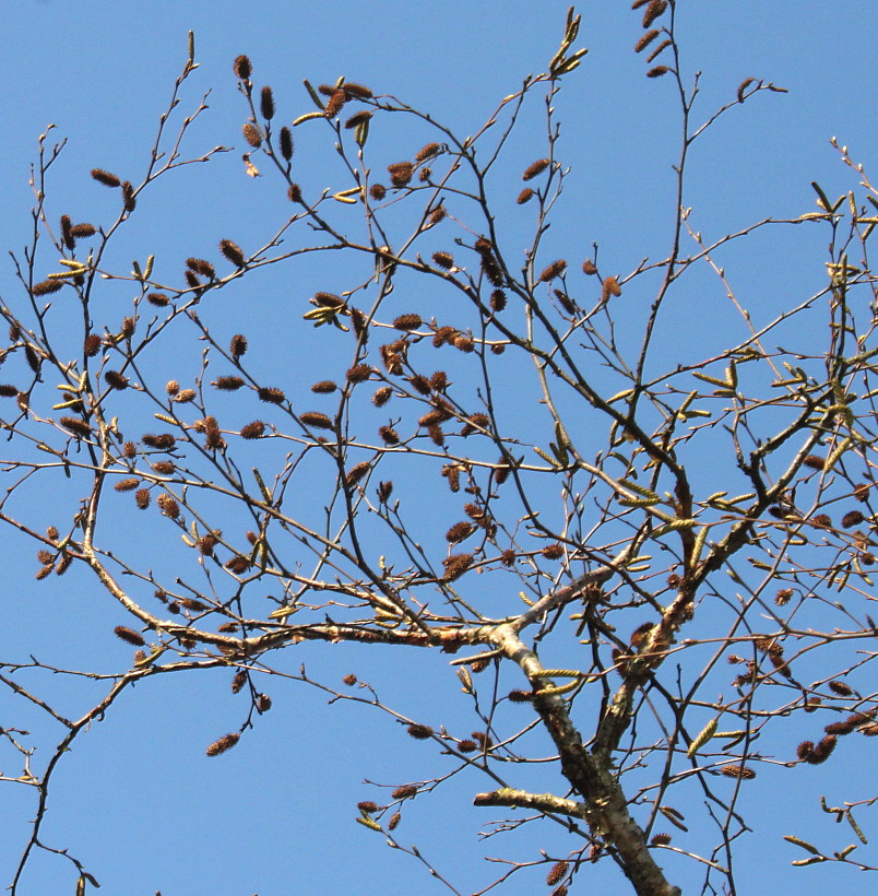 Image of Betula albosinensis specimen.