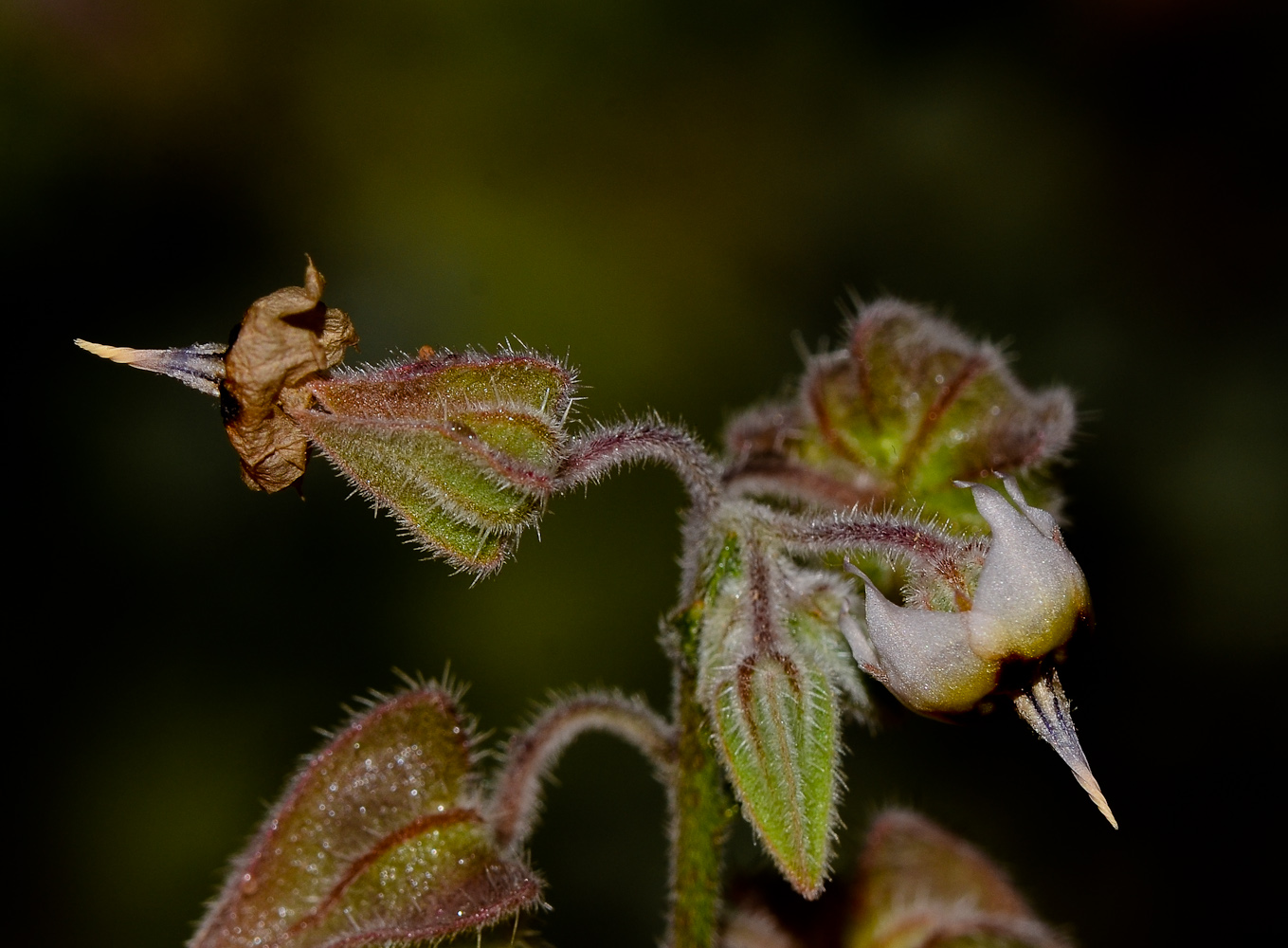 Изображение особи Trichodesma africana.