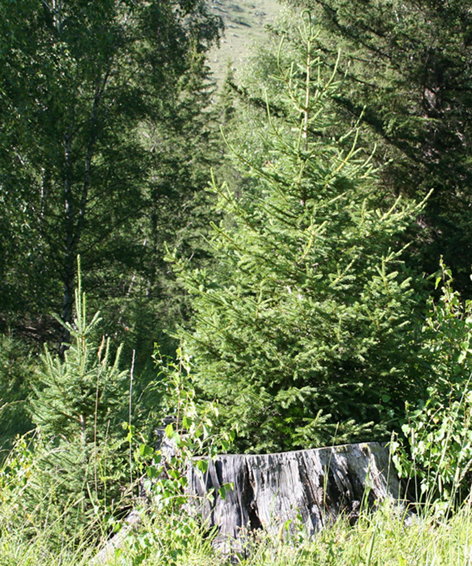 Image of Picea obovata specimen.