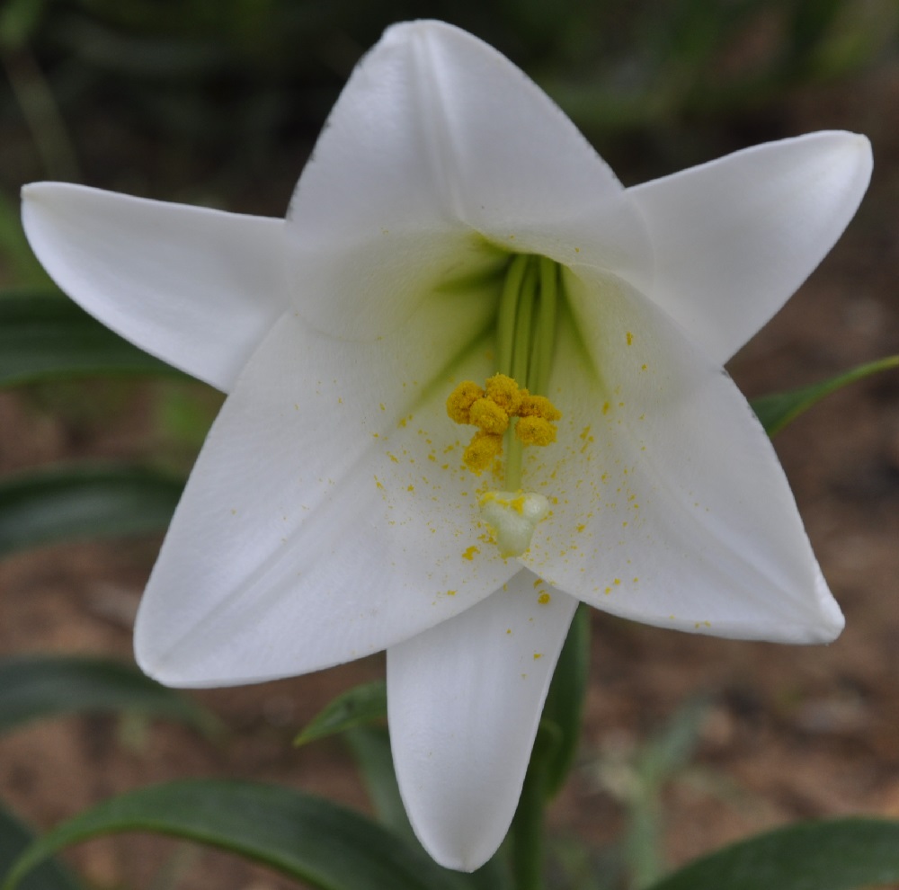 Image of Lilium longiflorum specimen.