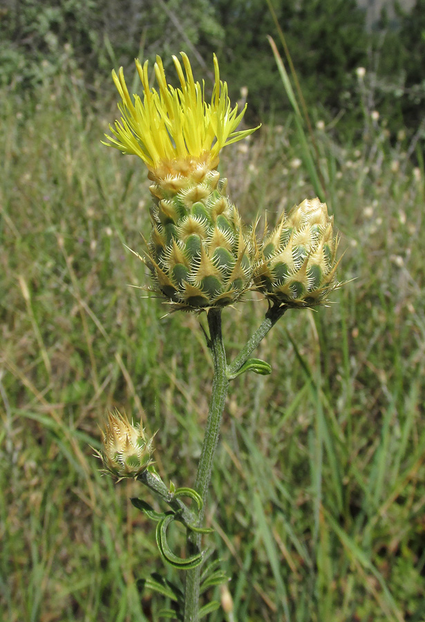 Изображение особи Centaurea &times; panciciana.