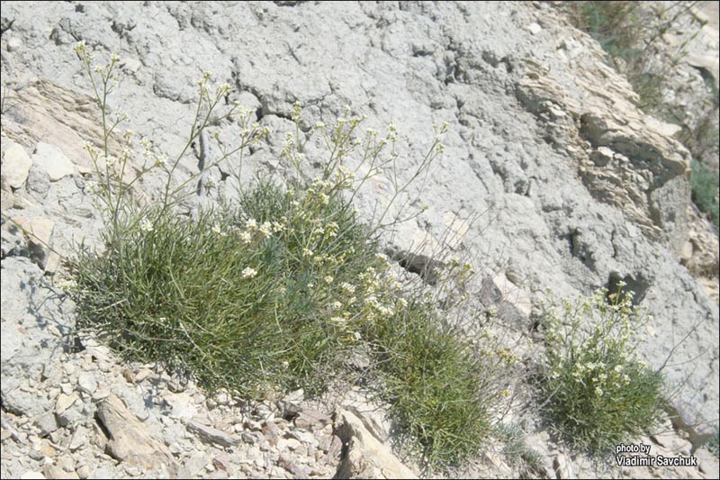 Image of Lepidium turczaninowii specimen.