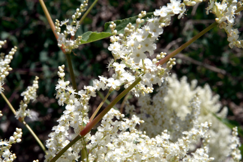 Изображение особи Aconogonon coriarium.