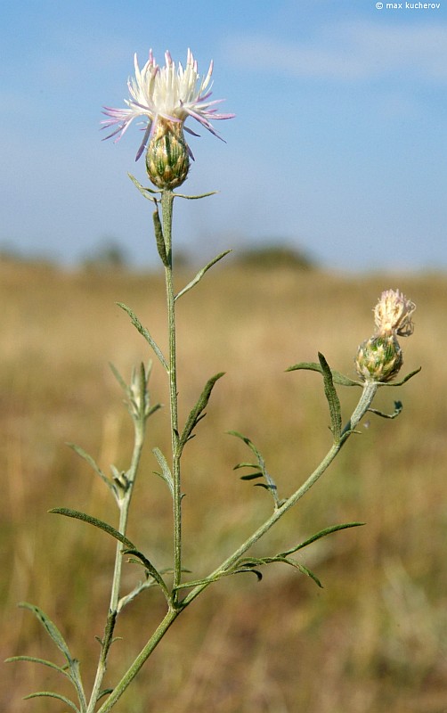 Изображение особи Centaurea arenaria.