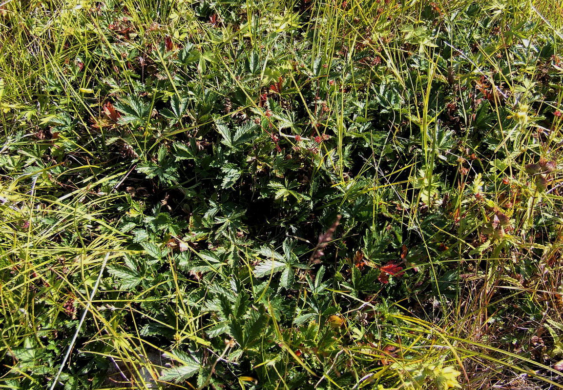 Image of genus Potentilla specimen.