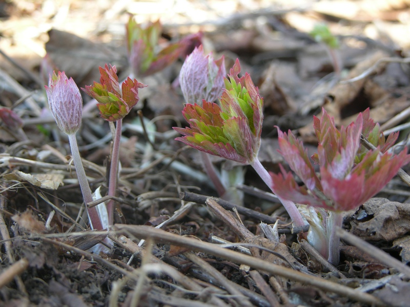 Image of Geranium erianthum specimen.