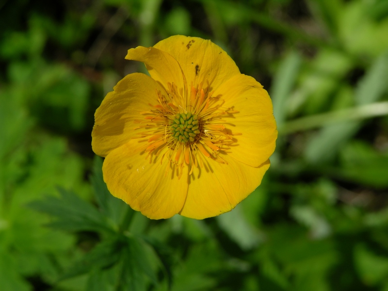 Image of Trollius riederianus specimen.