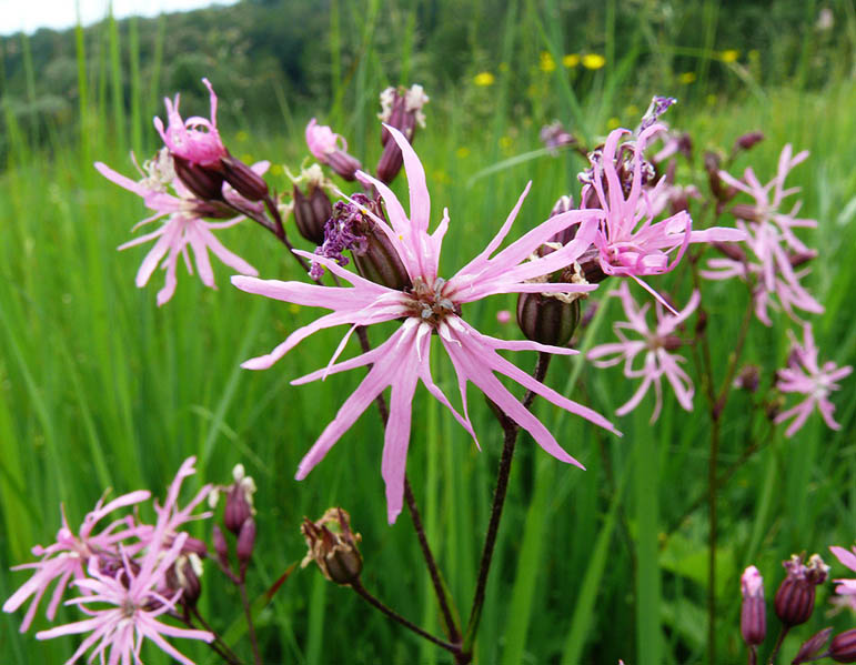 Изображение особи Coccyganthe flos-cuculi.