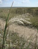 Bothriochloa ischaemum. Соцветие. Краснодарский край, склон высокого берега р. Ея между станицами Кущёвская и Кисляковская (Бугелы). 18.09.2009.