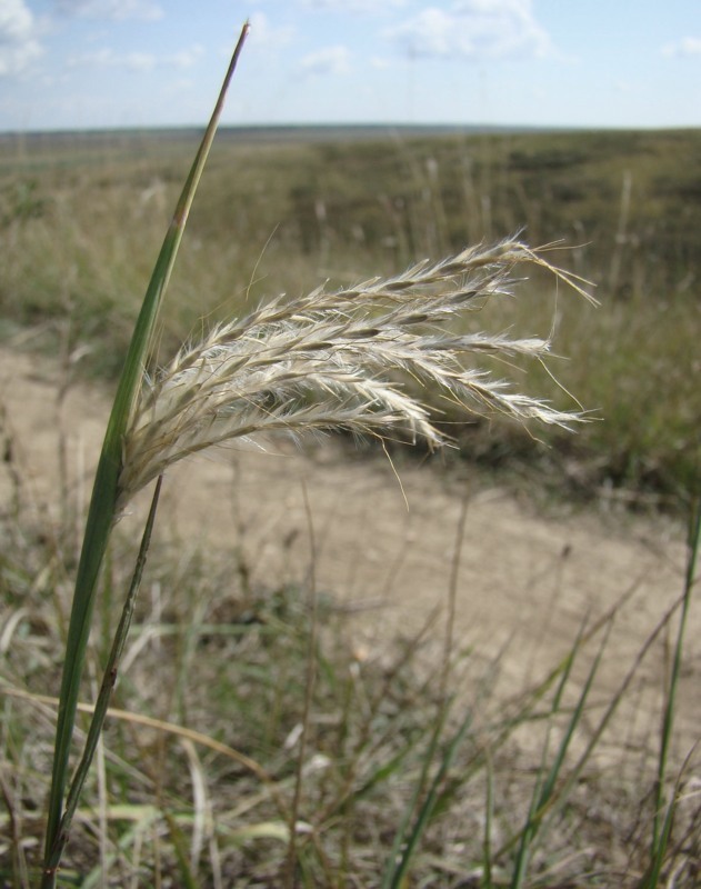 Image of Bothriochloa ischaemum specimen.