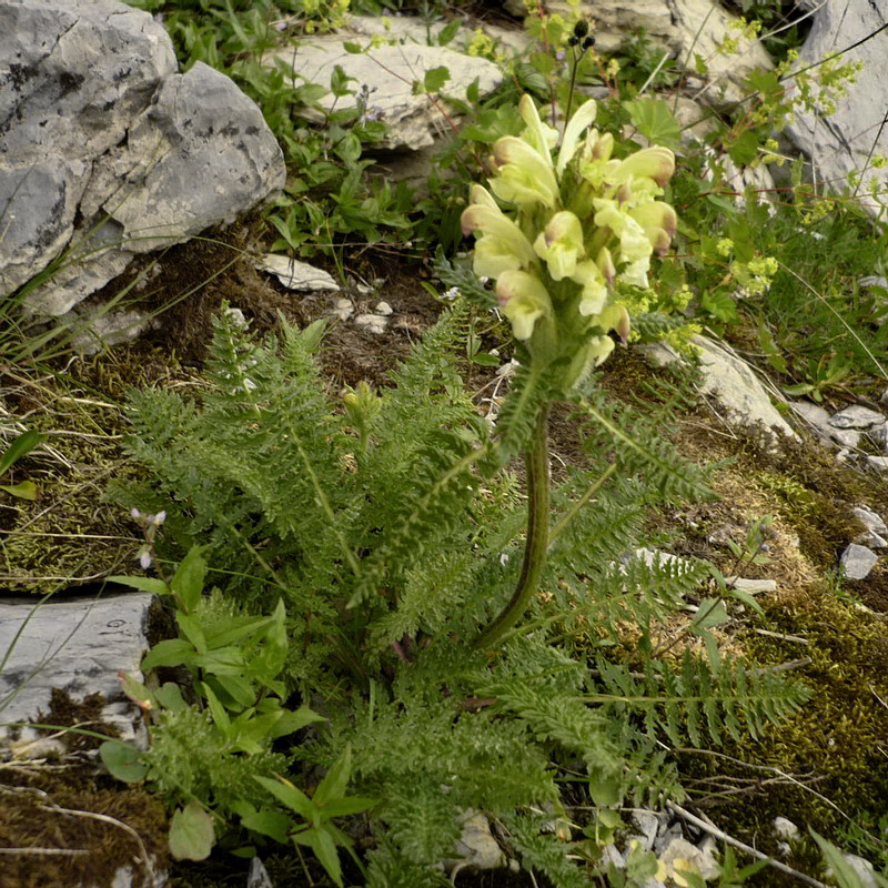 Изображение особи Pedicularis chroorrhyncha.