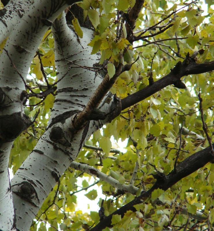 Image of genus Populus specimen.