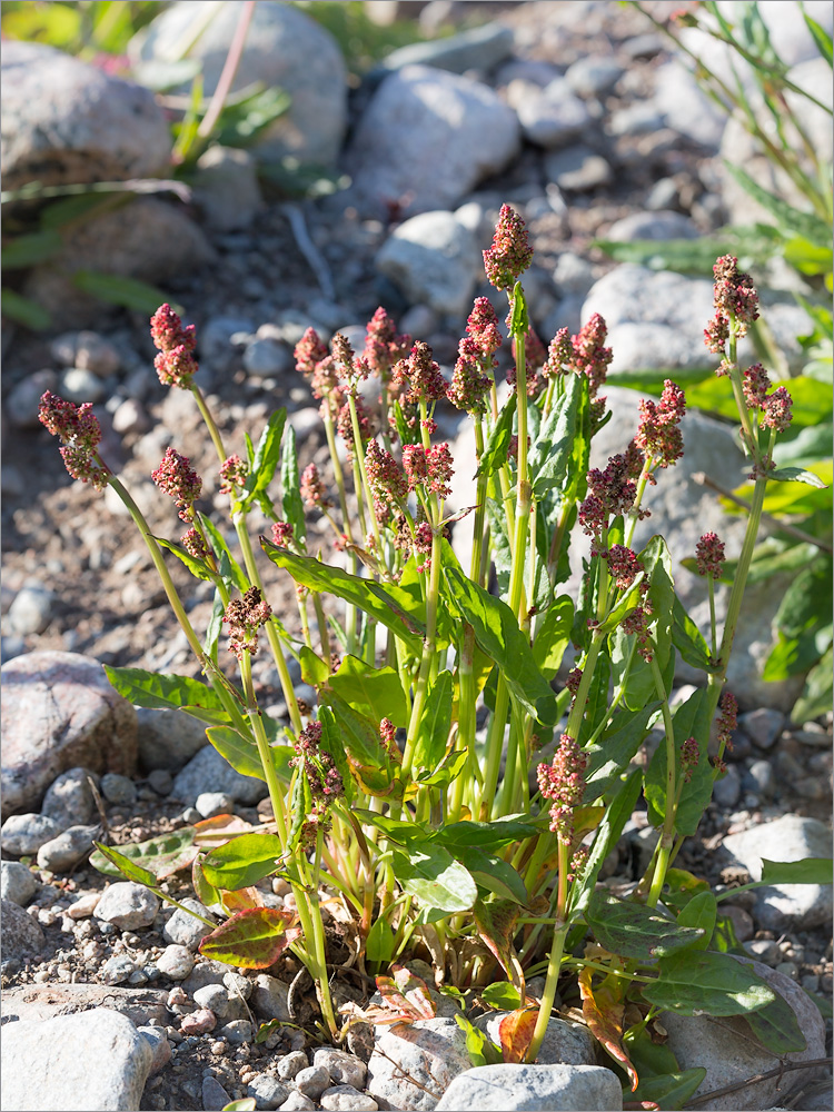 Image of Rumex lapponicus specimen.