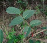 Rosa canina. Лист с поражением. Краснодарский край, Сочи, окр. Хосты, рудеральное место. 01.11.2015.