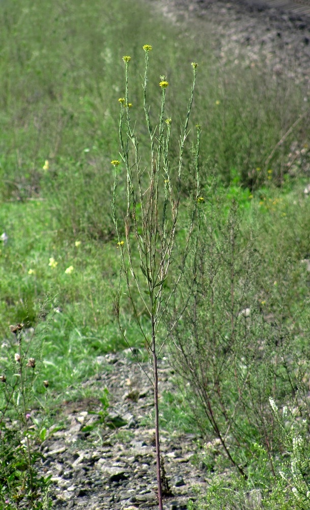 Image of Erysimum hieraciifolium specimen.