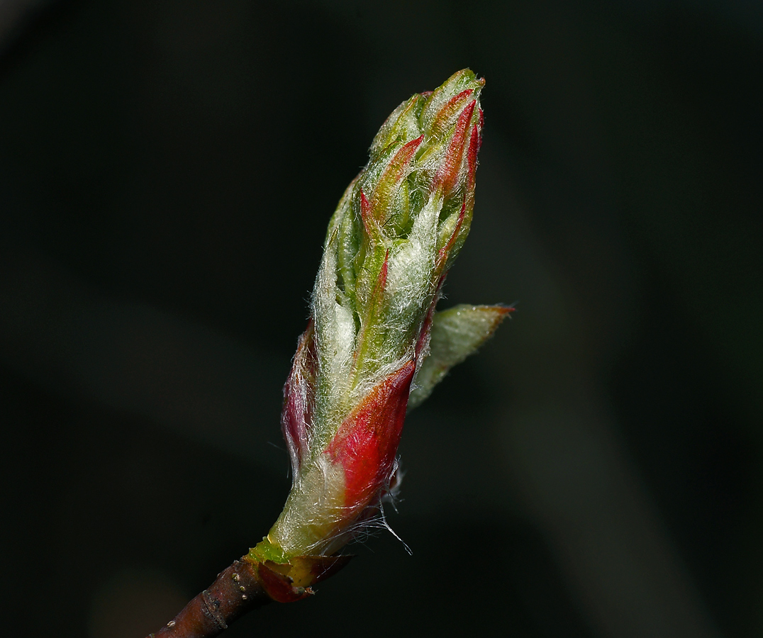 Image of Amelanchier spicata specimen.