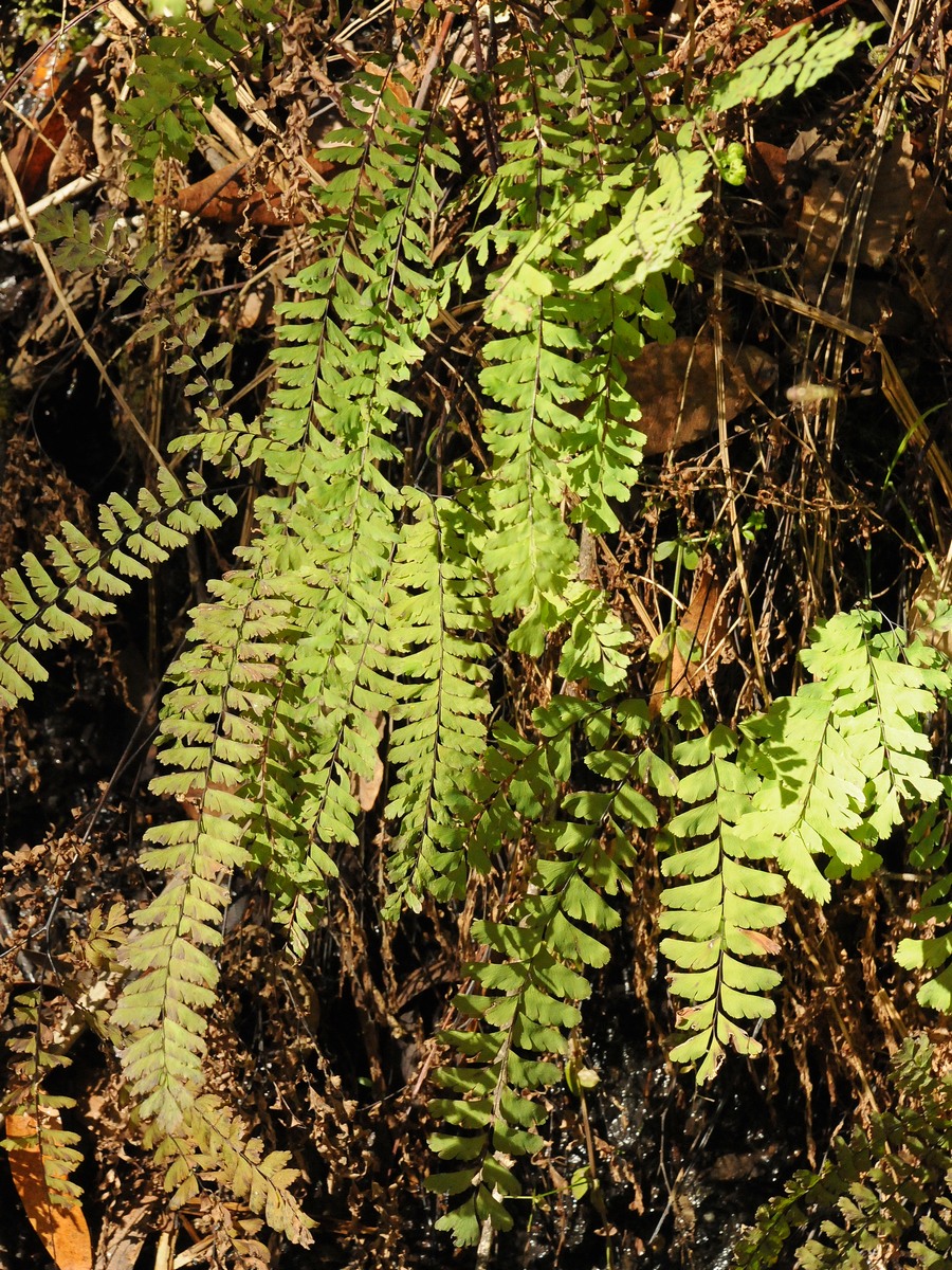 Image of Adiantum aleuticum specimen.