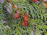 Смотреть изображение Chamaecyparis obtusa