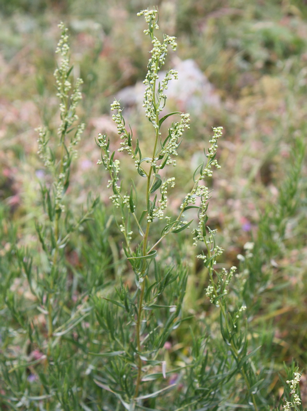 Image of Artemisia dracunculus specimen.