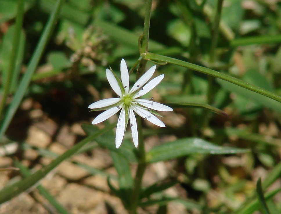 Изображение особи Stellaria graminea.