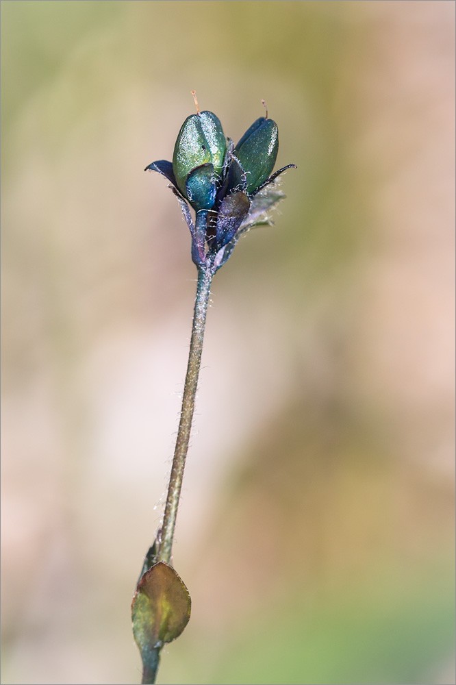 Image of Veronica alpina specimen.