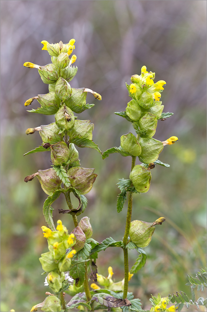 Image of Rhinanthus minor specimen.