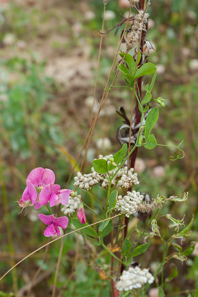 Изображение особи Lathyrus tuberosus.