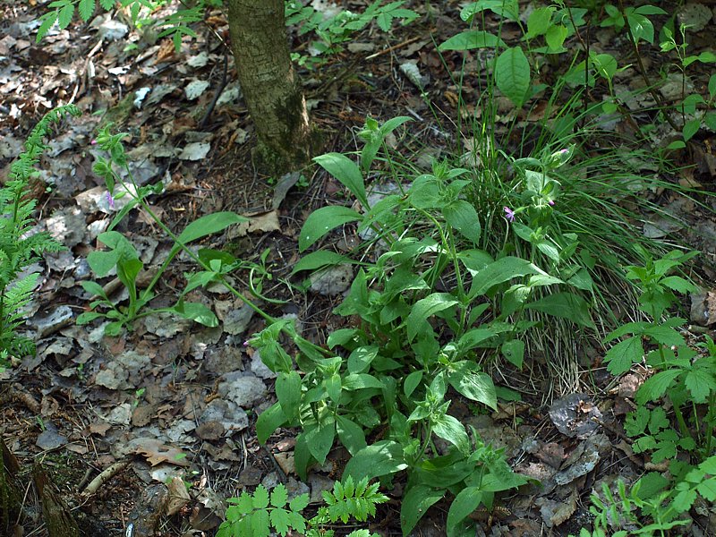 Image of Melandrium dioicum specimen.