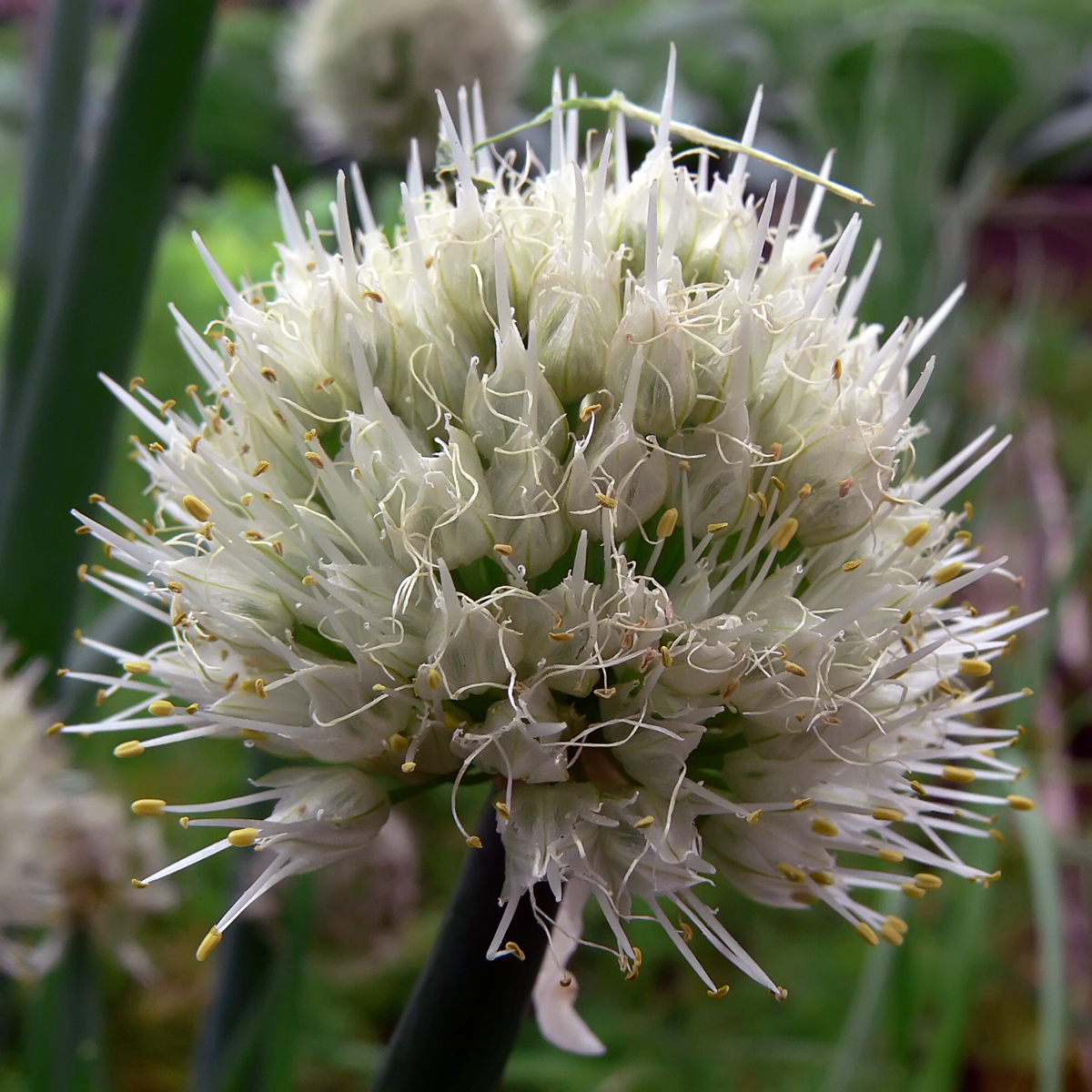 Изображение особи Allium fistulosum.