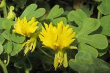 Tropaeolum peregrinum