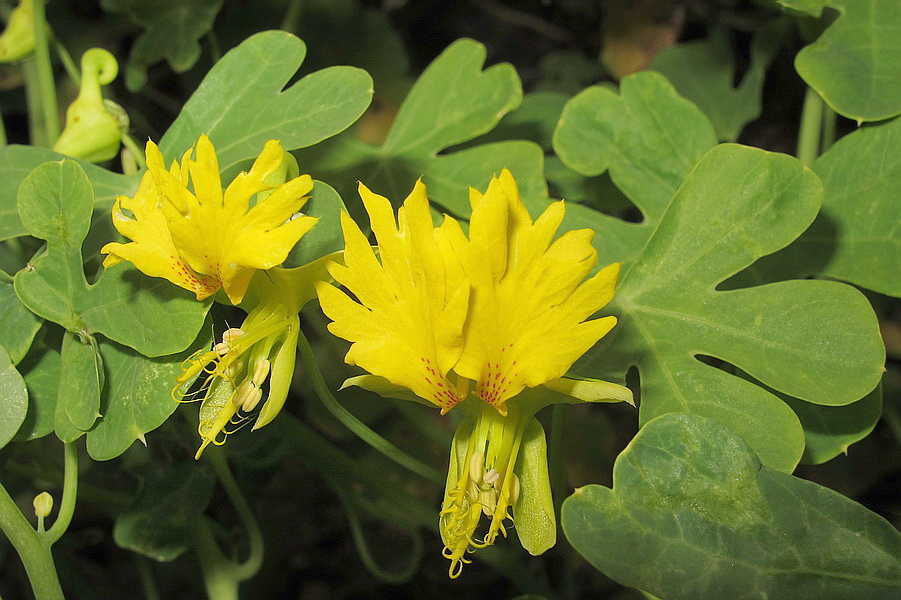 Image of Tropaeolum peregrinum specimen.