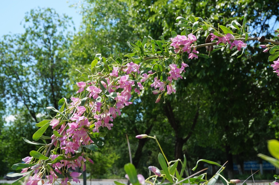 Изображение особи Halimodendron halodendron.