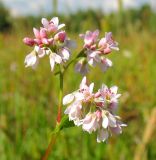 Fagopyrum esculentum. Соцветие. Республика Татарстан, Бавлинский р-н, поле. 27.08.2009.