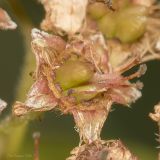 Spiraea japonica. Плод. Саратов, Октябрьское ущелье, на клумбе. 02.07.2016.