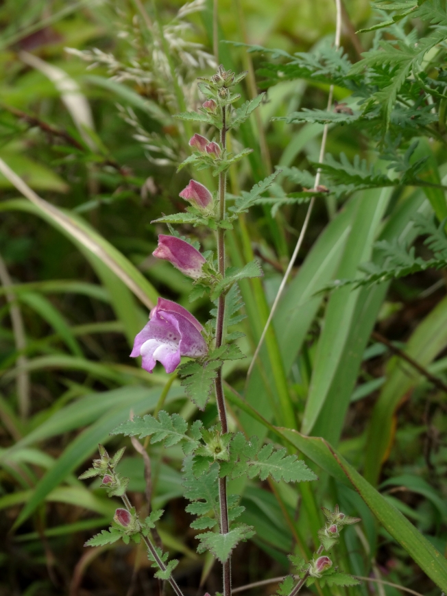 Изображение особи Phtheirospermum chinense.