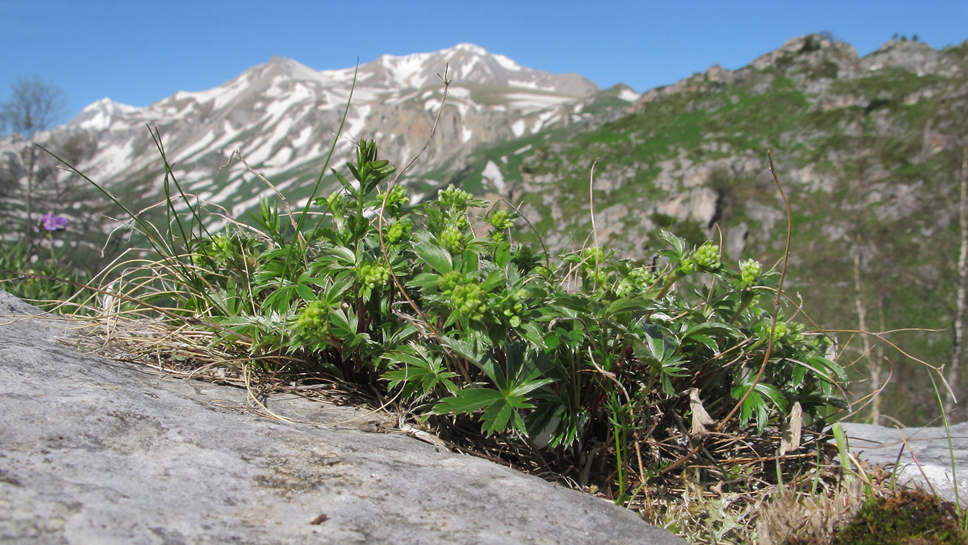 Image of Alchemilla sericea specimen.