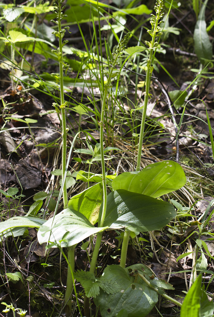 Image of Listera ovata specimen.