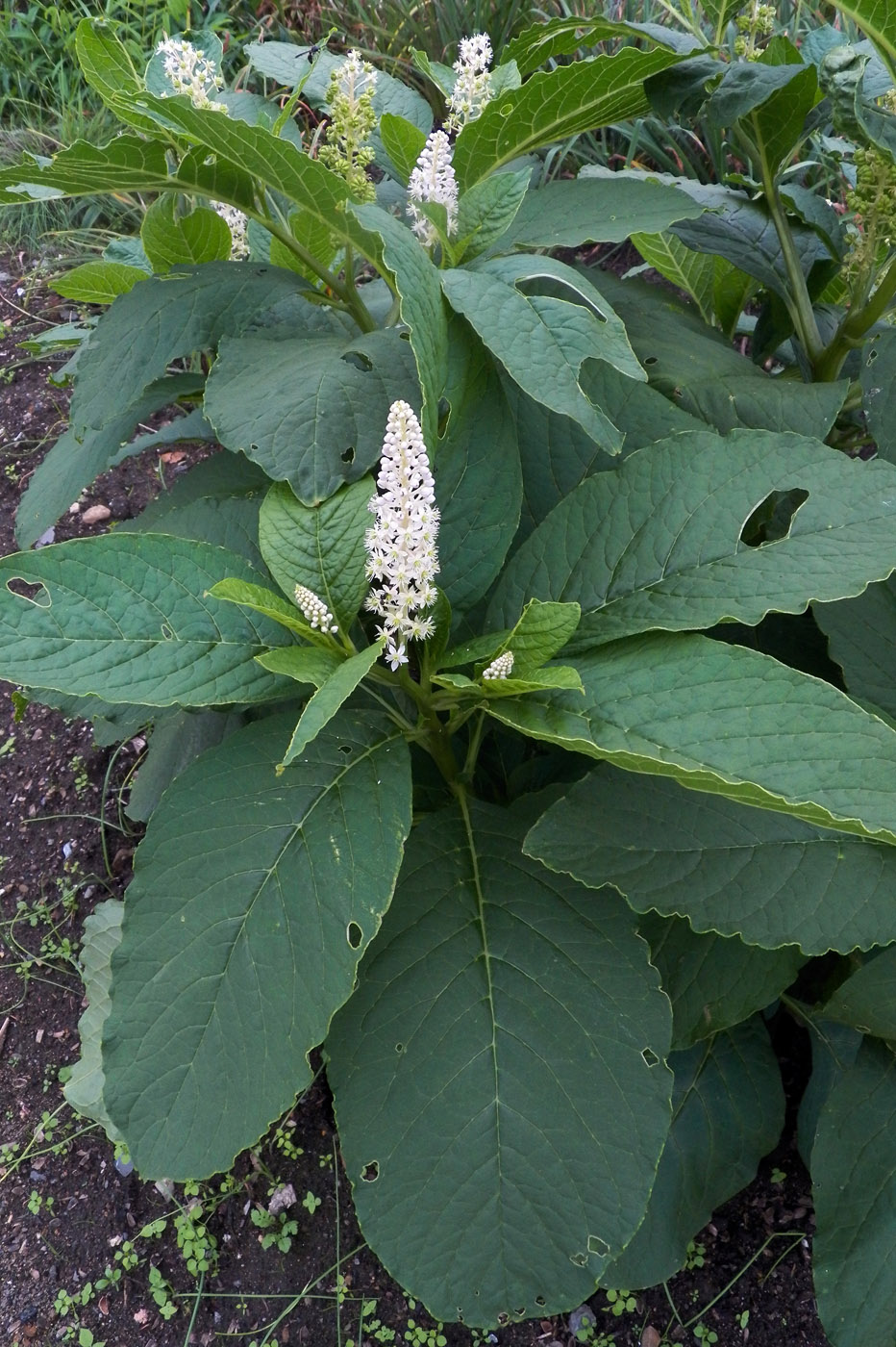 Image of Phytolacca acinosa specimen.