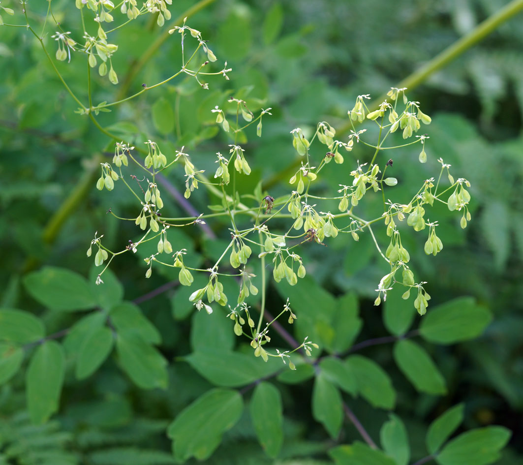 Image of Thalictrum contortum specimen.