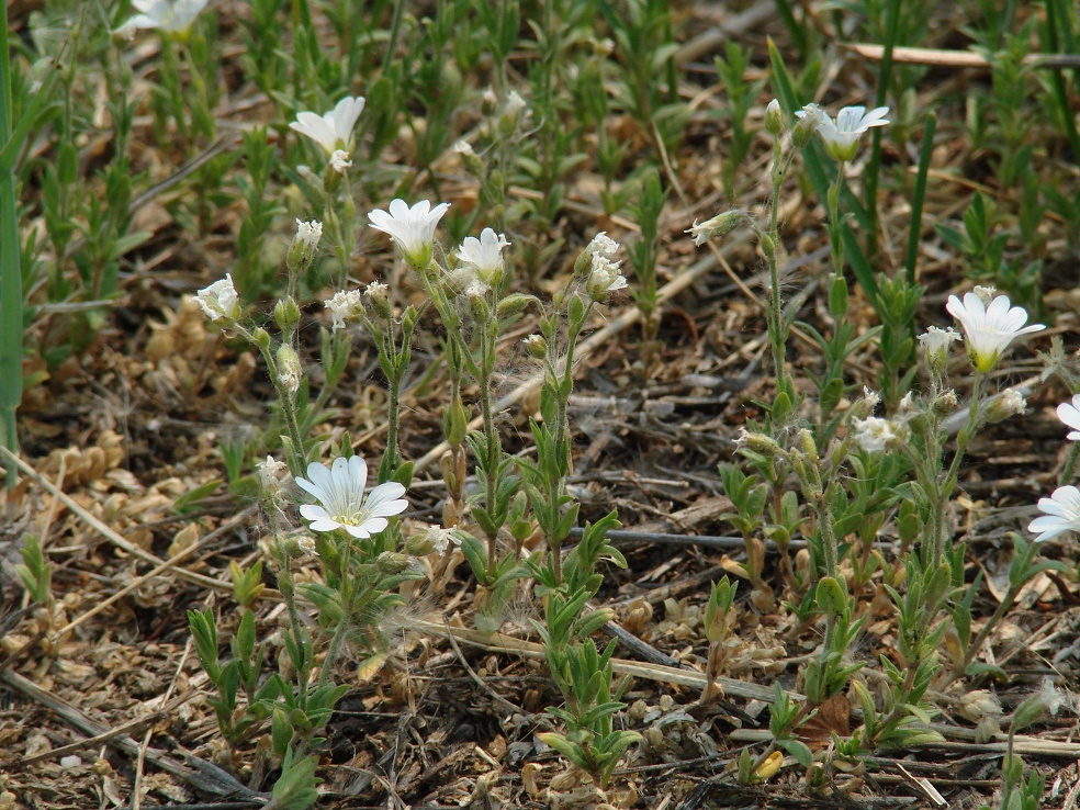 Image of Cerastium arvense specimen.