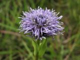 Globularia bisnagarica. Соцветие. ФРГ, земля Северный Рейн-Вестфалия, р-н Ойскирхен, окр. г. Бад-Мюнстерайфель, мелкоземистый участок с разреженной растительностью на луговом склоне. 27 мая 2010 г.