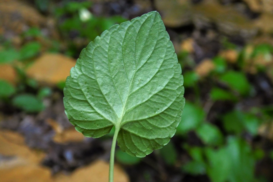 Image of Viola reichenbachiana specimen.