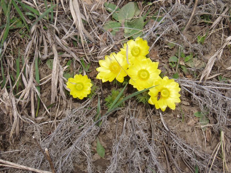 Image of Adonis vernalis specimen.